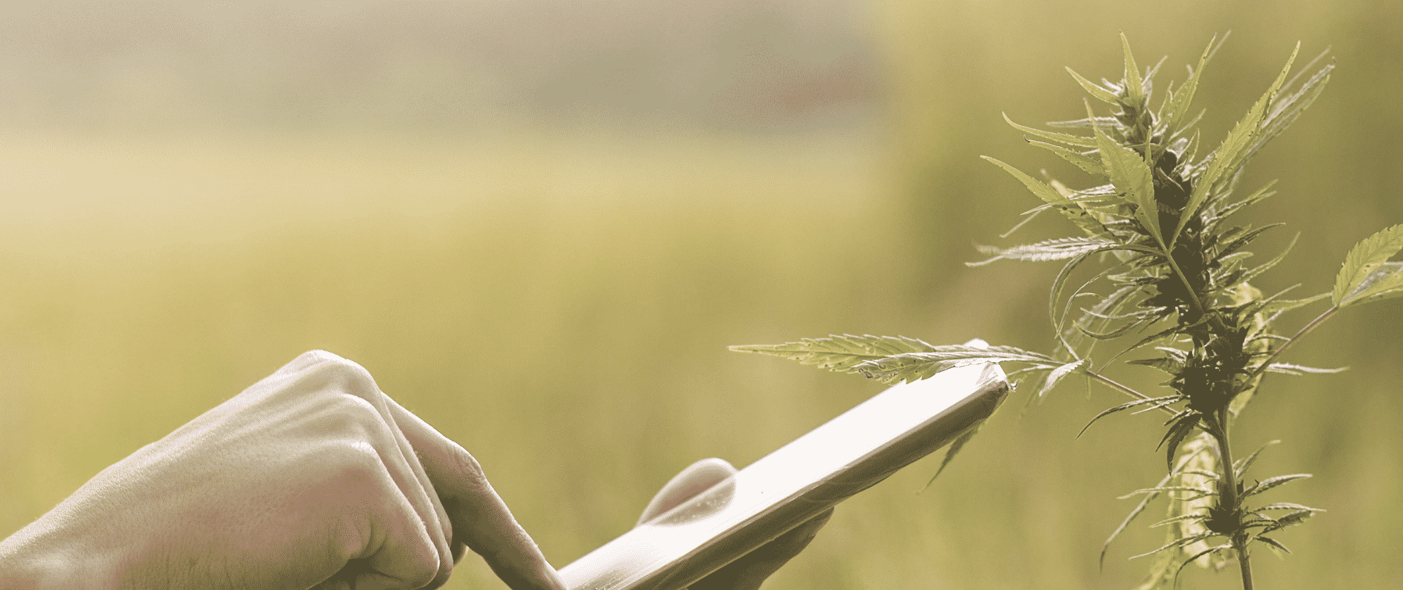 IT Services Cannabis Industry